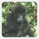 Suche nach berggorilla aufkleber Baby