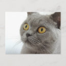 Suche nach kurzes haar poster Grau