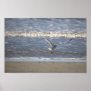 Suche nach flug poster Fotografie