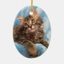 Recherche de chaton de ragondin Minou