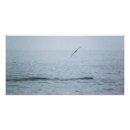 Recherche de baleine posters Océan