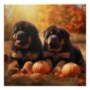 Suche nach mastiff poster Haustier