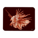 Recherche de vie marine magnets Récif coralien