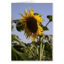 Recherche de dijon cartes postales Fleurs