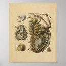 Suche nach spid poster Bugs