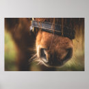 Recherche de crinière posters Cheval brun