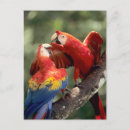 Recherche de bresil cartes postales Oiseau