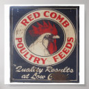 Suche nach poultry poster Chickens