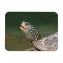Recherche de tortue magnets Nature