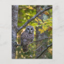Suche nach eulen wild postkarten Vogel