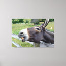 Suche nach esel poster leinwandbilder Hund