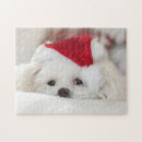 Suche nach maltesischer welpe puzzle Haustier