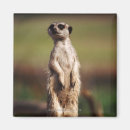 Recherche de curiosité magnets Animal