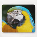 Suche nach papageien mousepads Natur