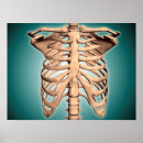 Suche nach wirbelsäule poster Skelett