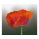 Suche nach roter druck Blume