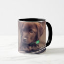Suche nach labrador retriever trinkgefäße Welpe