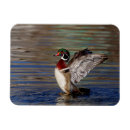 Recherche de bois magnets Animal