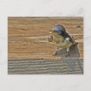 Recherche de hirundo posters Animal