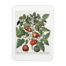 Recherche de melon magnets Fruit