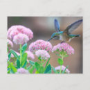 Recherche de faune flore cartes postales Oiseau