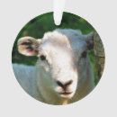 Recherche de agriculture ornements Mouton