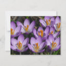 Suche nach kreuze karten Lila