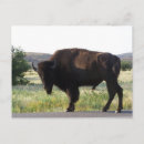 Suche nach bison postkarten Tierwelt