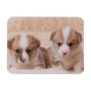 Recherche de deux animaux magnets Mignon