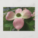 Recherche de dogwood cartes postales Arbres