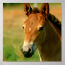 Recherche de pouliches art Chevaux