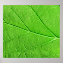 Recherche de macro feuille Plante