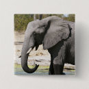 Suche nach loxodonta Elefant