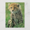 Suche nach baby gepard poster Tierwelt