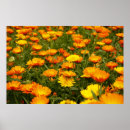 Suche nach ringelblumen poster Botanisch