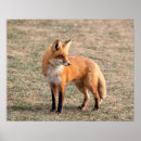 Suche nach wildes kaninchen poster Natur