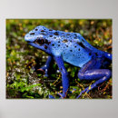 Recherche de grenouille bleue posters Animal