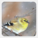 Suche nach goldfinch aufkleber Vogelliebhaber