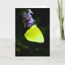 Suche nach gelber schmetterling karten Natur