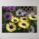 Suche nach osteospermum poster Gelb