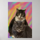 Recherche de chat domestique posters Photographie