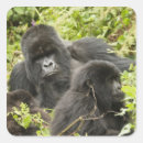 Suche nach ruanda aufkleber Mary ann mcdonald