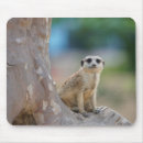 Suche nach meerkats elektronik zubehör Tierwelt