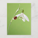 Recherche de coccinelle rouge cartes postales Blanc