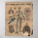 Suche nach venen poster Anatomie