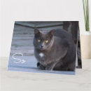 Recherche de de chat bonjour vœux cartes Drôle