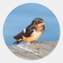Recherche de hirondelle grange autocollants Oiseau