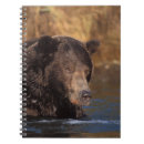 Suche nach braunbär kleine notizbücher Portrait