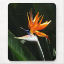 Suche nach tropische vögel mousepads Paradies