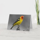 Suche nach singvogel karten Vögel